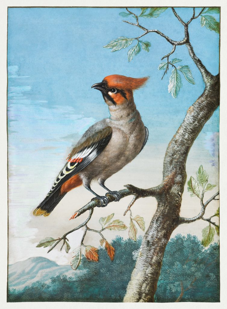 Vintage image of a redheaded bird with red and black and brown and tan wings and a black curved beak on a tree branch on a sunny day. Tree is leafing out and there are other trees in the background. 