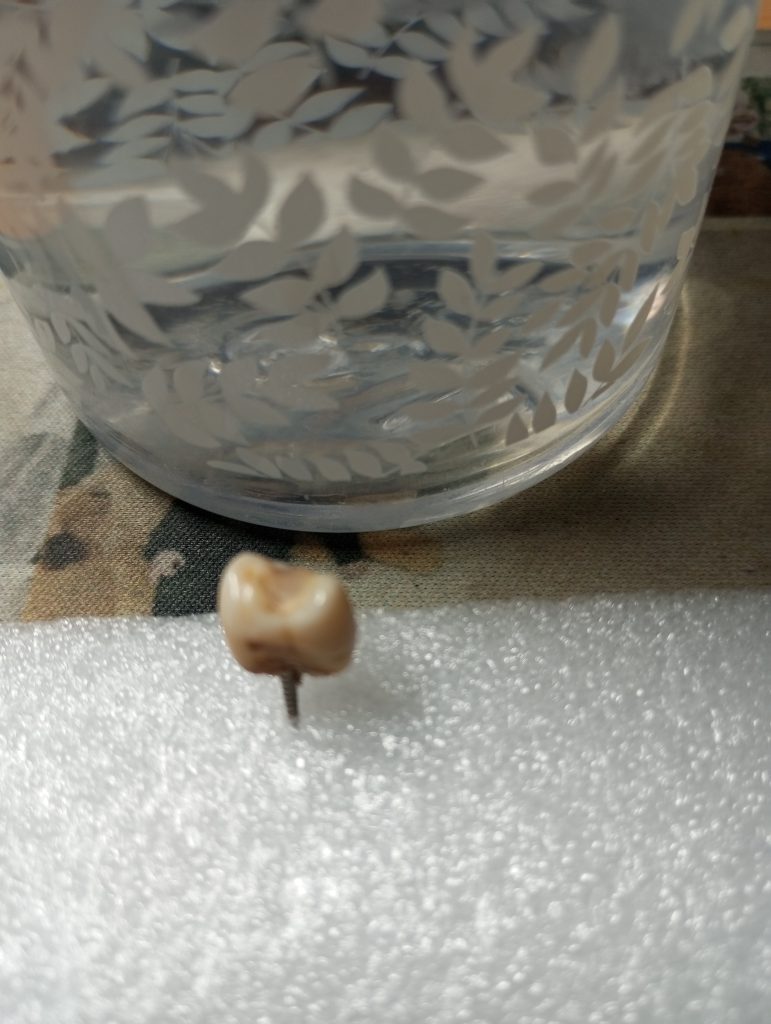 Tooth suspended on a pin on a piece of gauze in front of a vase. 