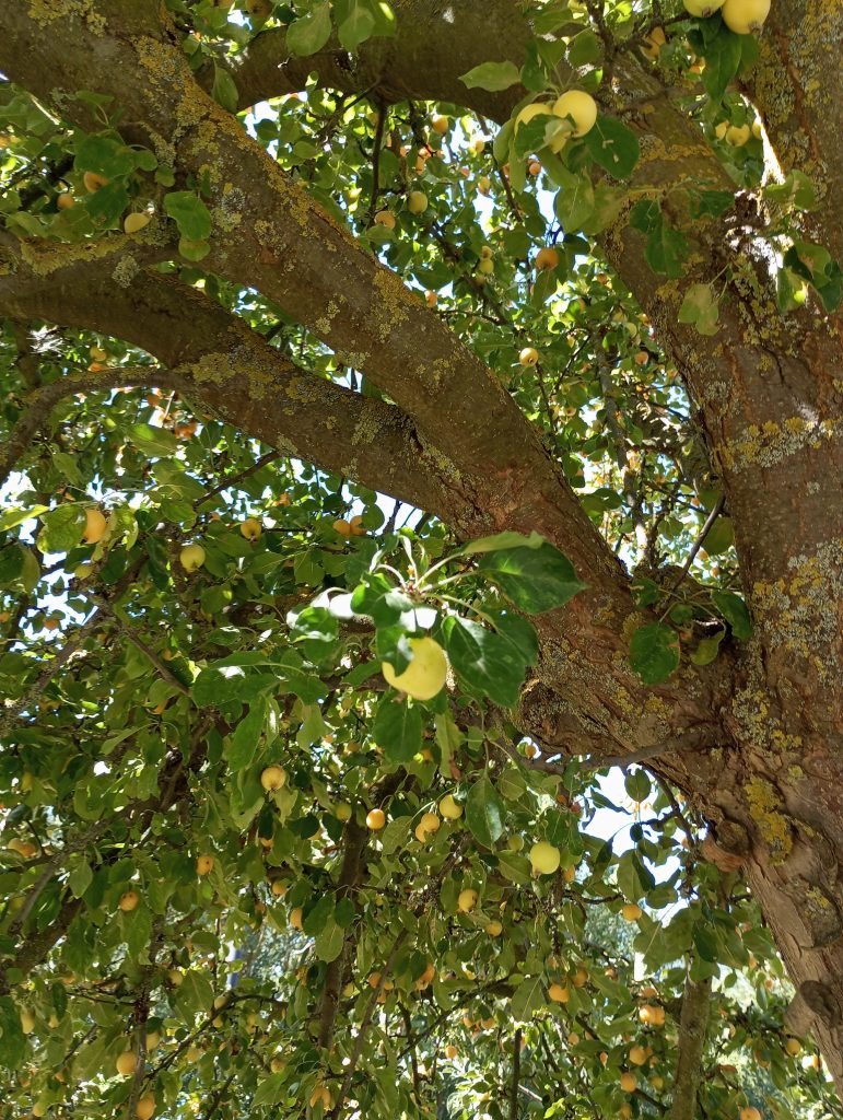 Light green yellow apples in a leafy tree with lichen on the branches. 