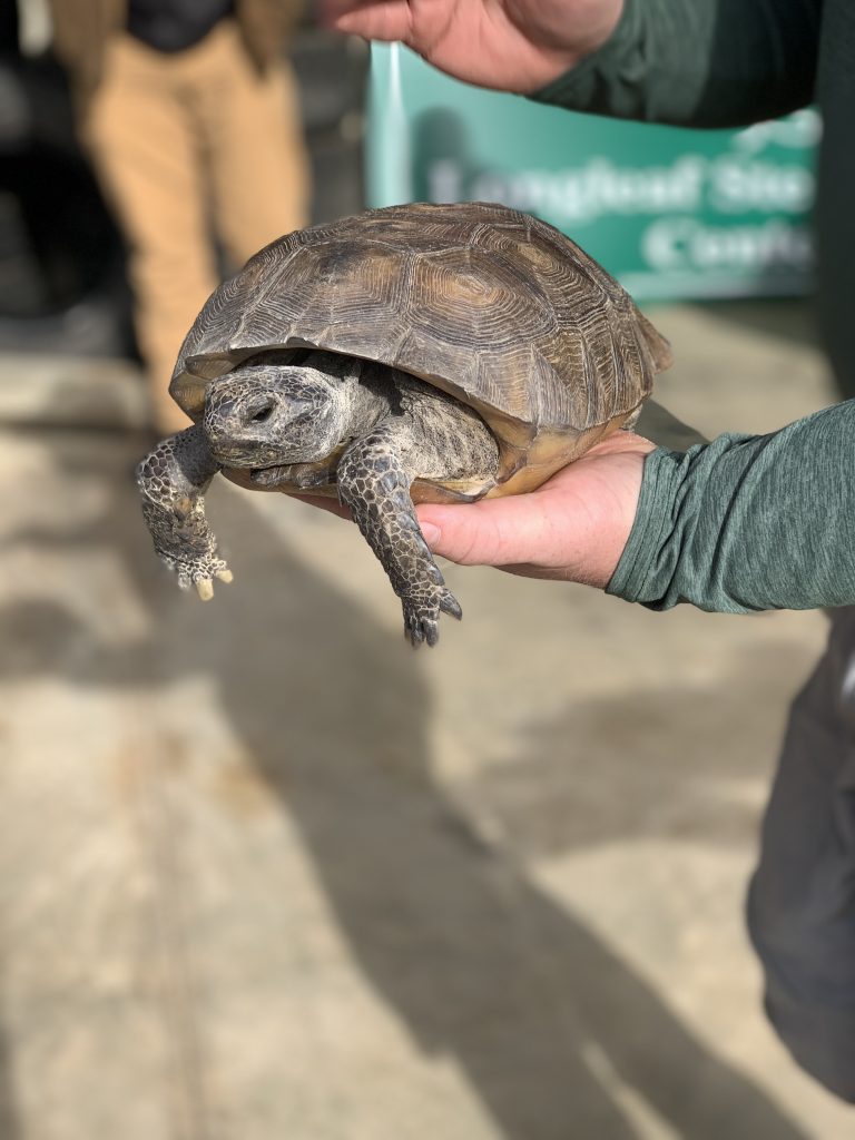 Large tortoise in a person's hands.