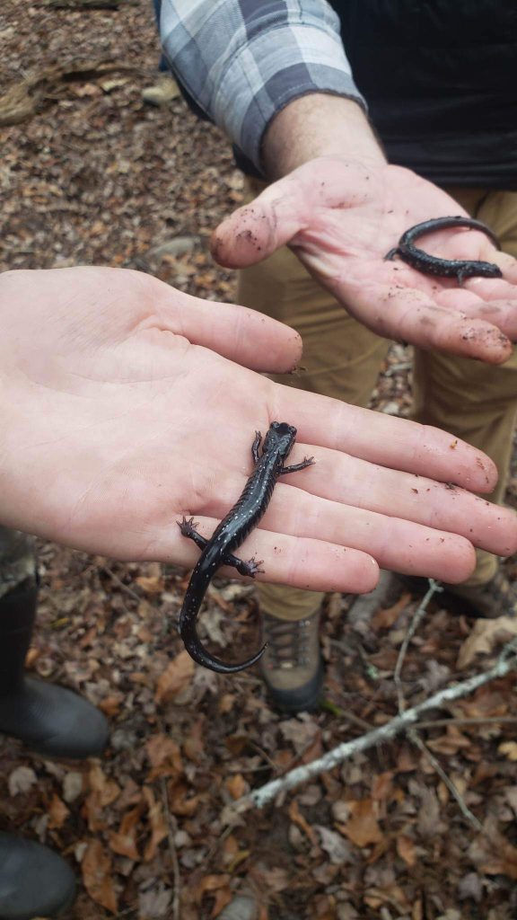 Two light skinned people holding small salamanders in their hands. 