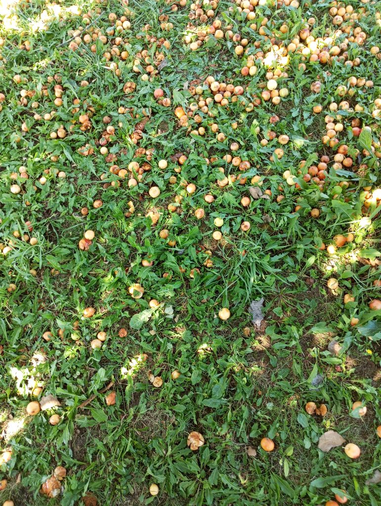 Apples on the ground, yellow and brown, on grass and weeds. 