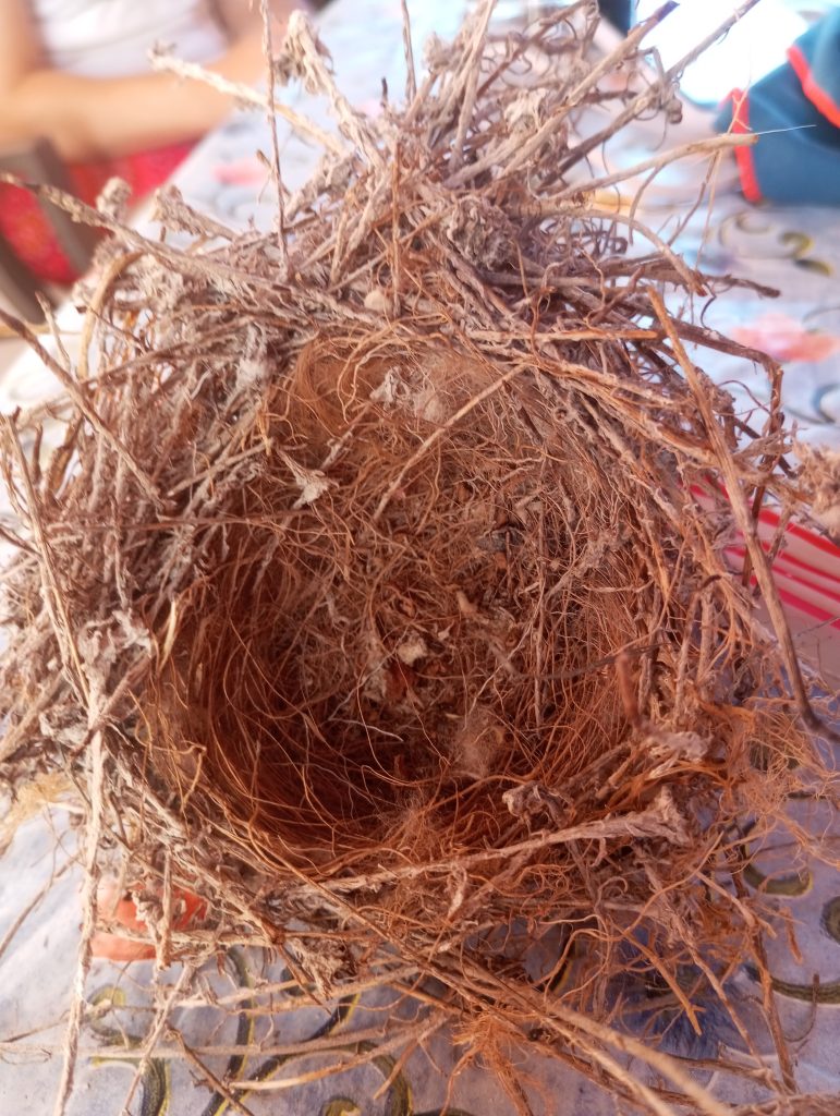 Bird's nest made from twigs. 