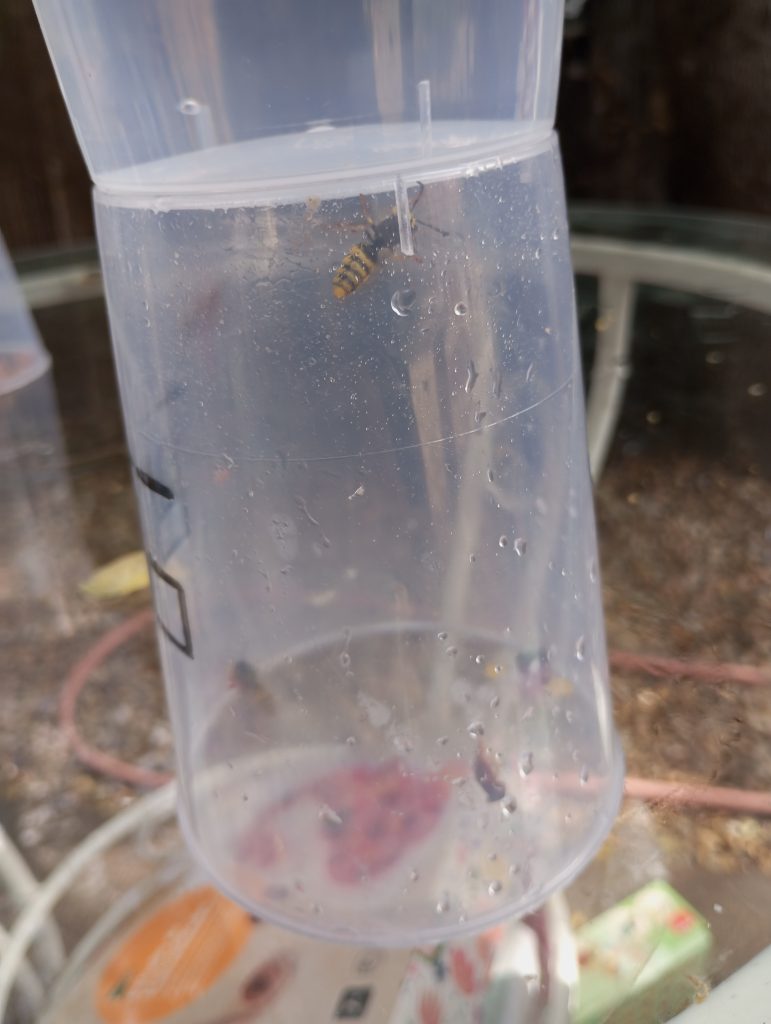 Bee inside a plastic vase