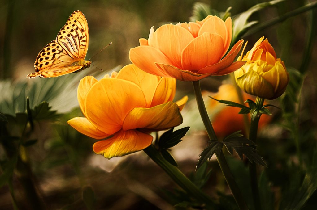 Peach colored flowers in the foreground with a yellow and black butterfly suspended nearby. 