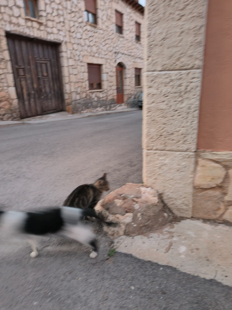 Cats playing in the corner outside a concrete building. 