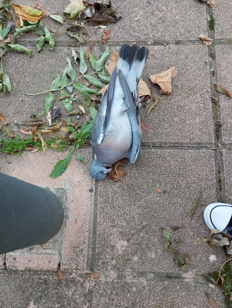 Dead gray pigeon lying on a concrete sidewalk with leaves and a post and someone's shoes in the corner. 
