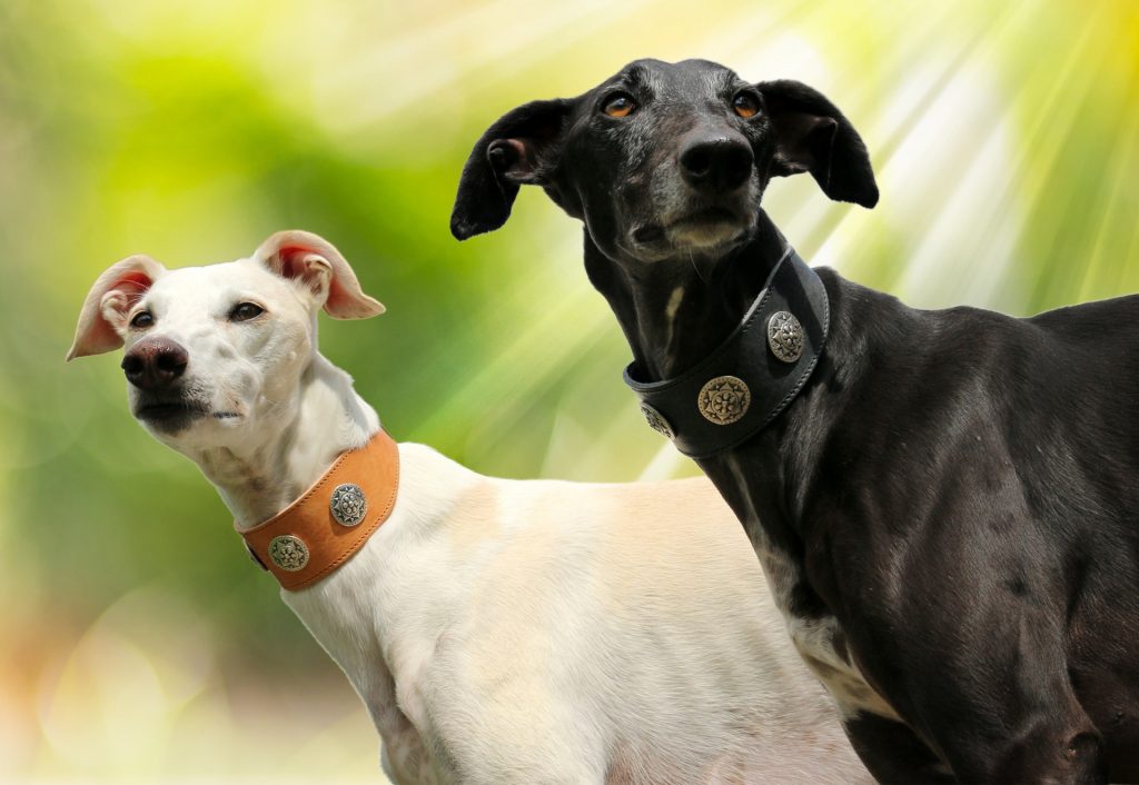 Two dogs, one black and another white, stand tall with collars with an out of focus green and yellow background suggesting a sunny day with trees. 