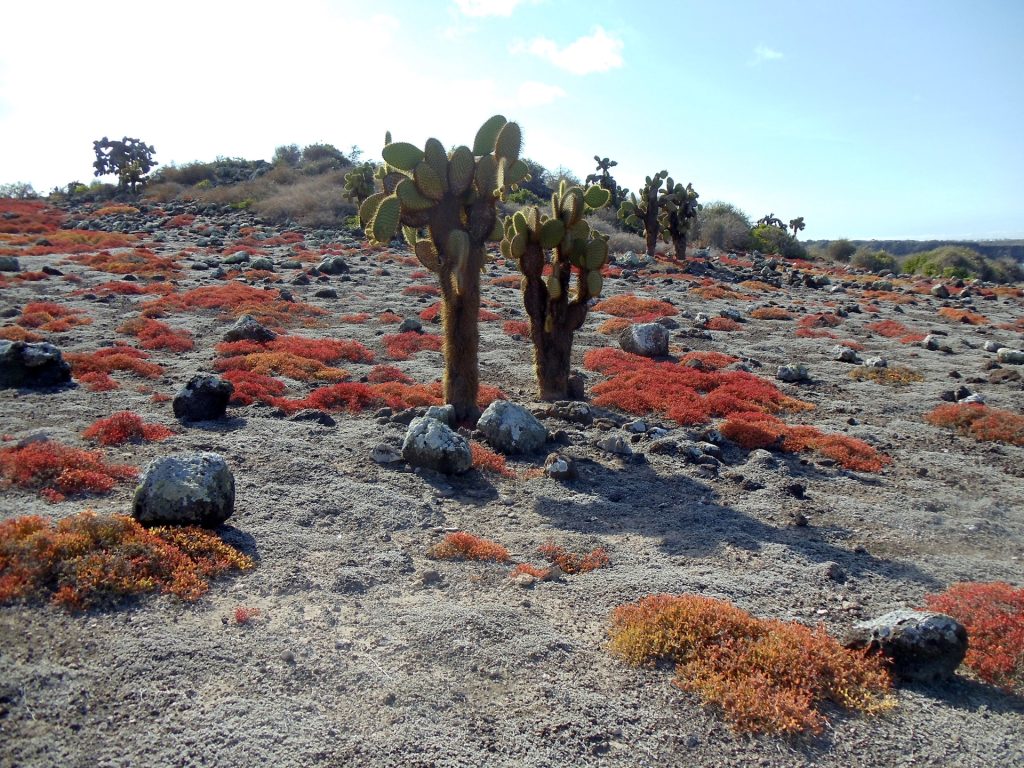 Galapagos Islands. Rocky and sandy beach with red and orange shrubs in clumps and tall cacti. 