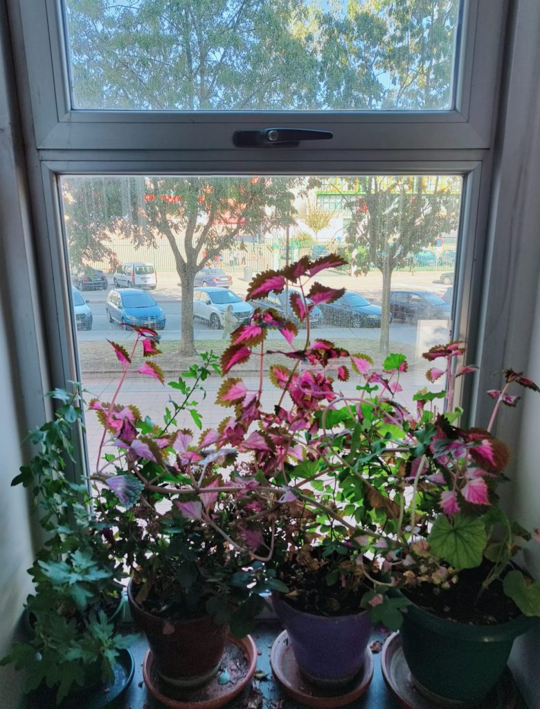 Houseplants in a window with green and reddish-brown leaves. Parking lot and trees out the window. 