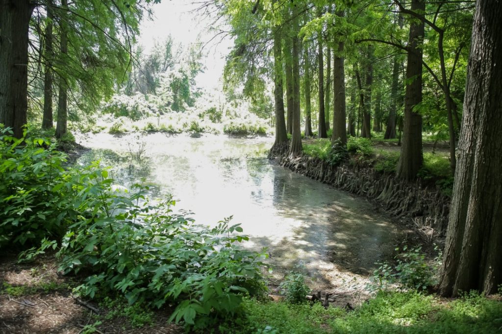 Leafy green trees, shrubs and grasses and moss on the ground near a small pond. 