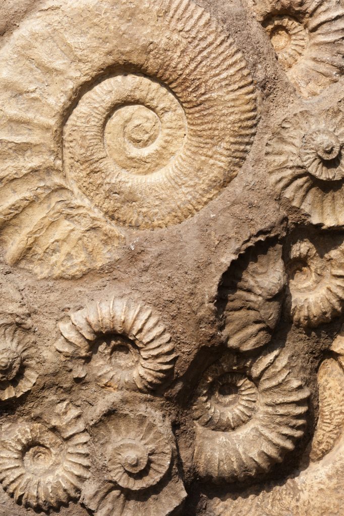 Shells of sea creatures or mollusks preserved in light brown stone.