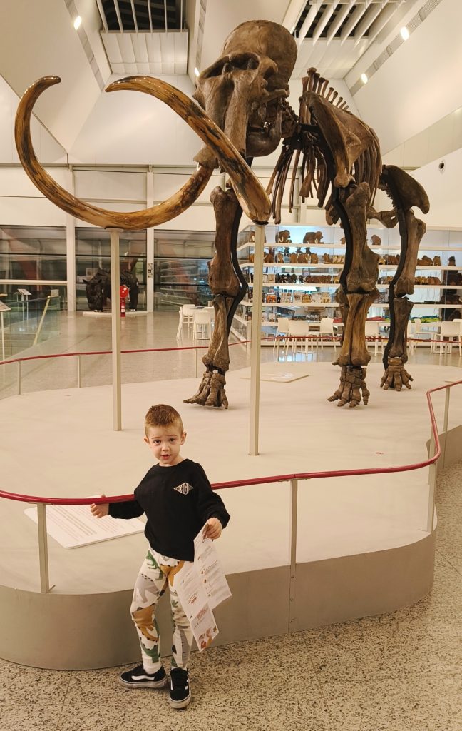 Young preschool age white boy stands in front of a skeleton of a dinosaur in a museum. 