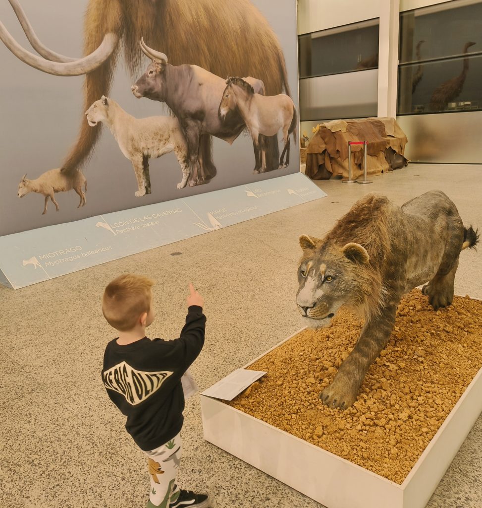 Young white preschool aged boy standing in front of a museum exhibit of a saber toothed tiger who appears to be charging at him. Woolly mammoth is painted on the wall near him, next to smaller horses for comparison. 