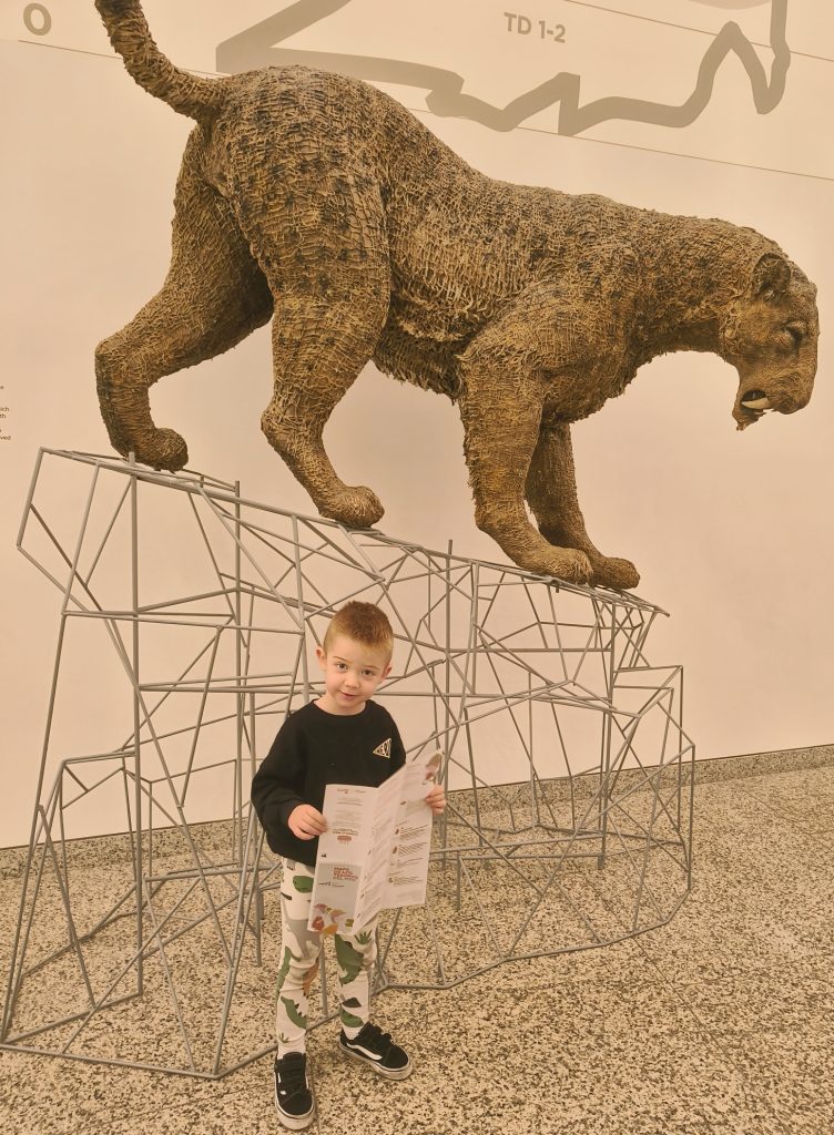Young white preschool age boy standing in front of a museum exhibit of a saber toothed tiger. 