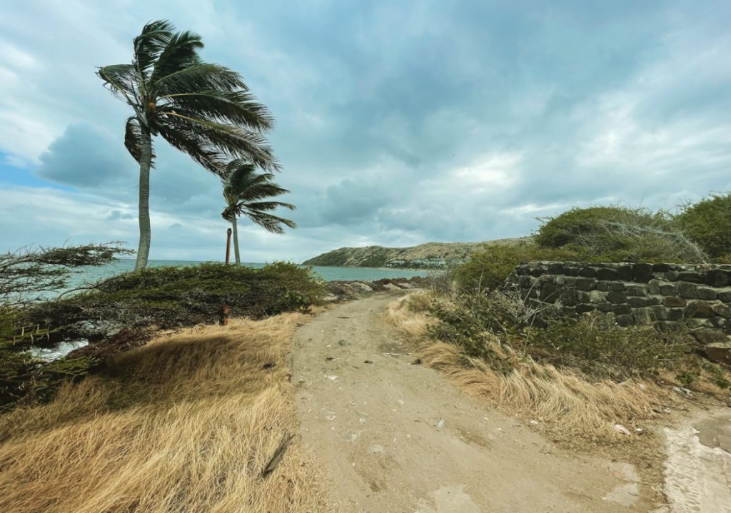 Palm trees and wild dry grass blown by the wind. Rocky wall to the right, water to the left, dirt pathway in the center. 