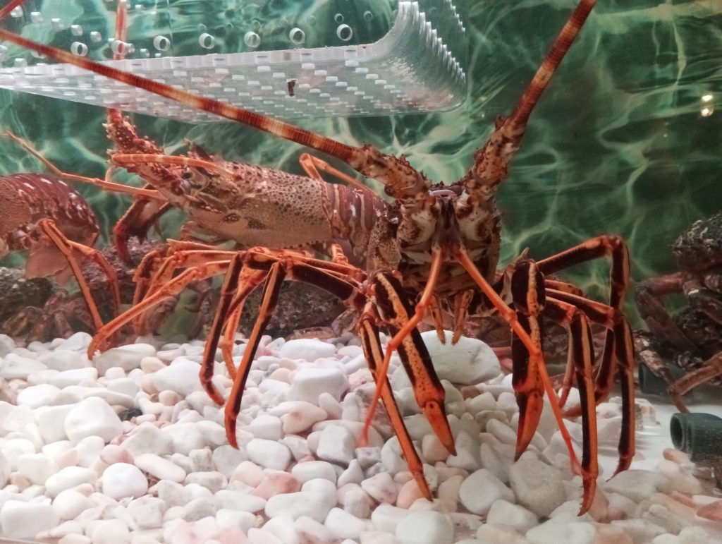 Large lobster, orange-red with claws out, on white rocks inside a tank.