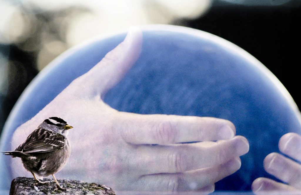 Two hands holding a blue ball and a small sparrow in the foreground. 