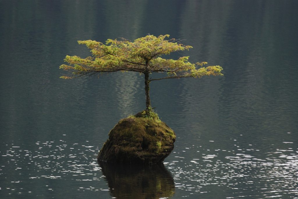 Single tree (leafy Japanese maple) growing in a lake on a single mound of dirt. 