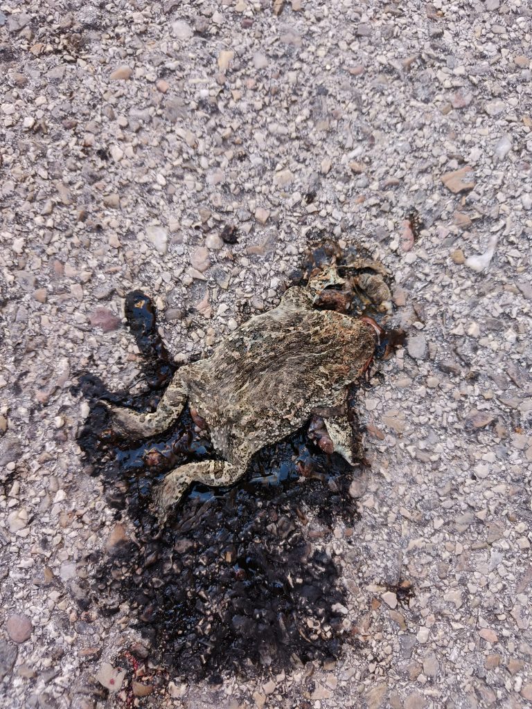 Dead frog with blood on a gravel road. 