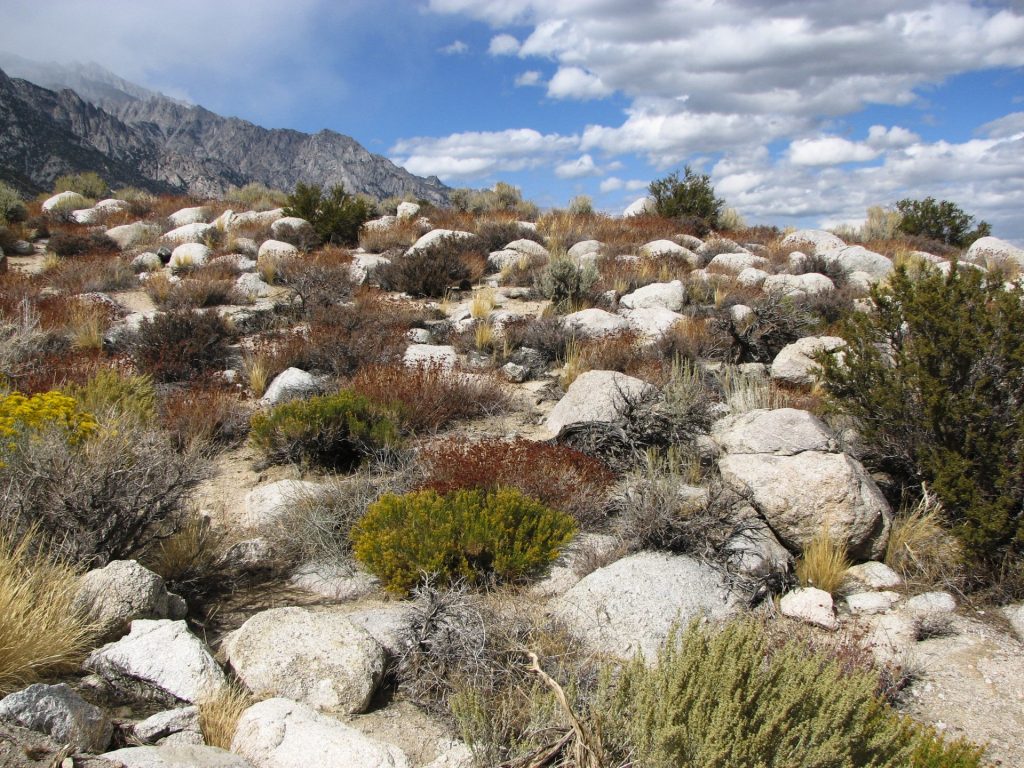 Rocks on a mountain trail interspersed with bushes and shrubs with red and yellow flowers. Blue sky and clouds overhead and mountains in the distance. 