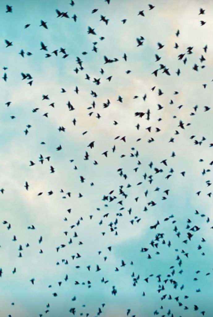 Dozens of blackbirds flying in a partly cloudy pale blue sky, no particular formation