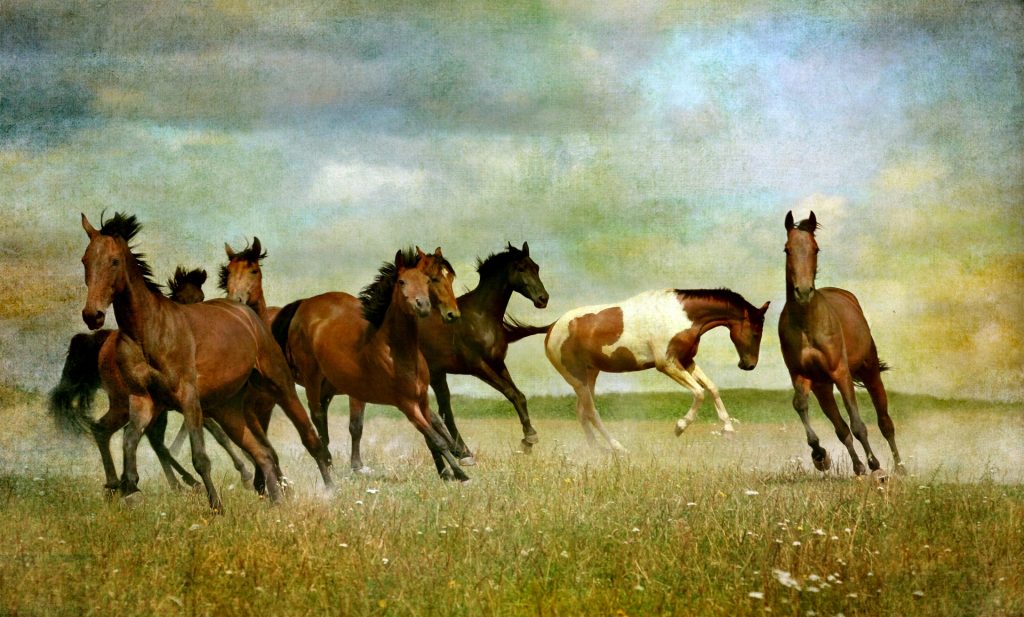 Painting of brown horses unsaddled and running by themselves in a field with grass and white flowers and some clouds and blue sky. One horse faces to the right and has some white on their coat. 