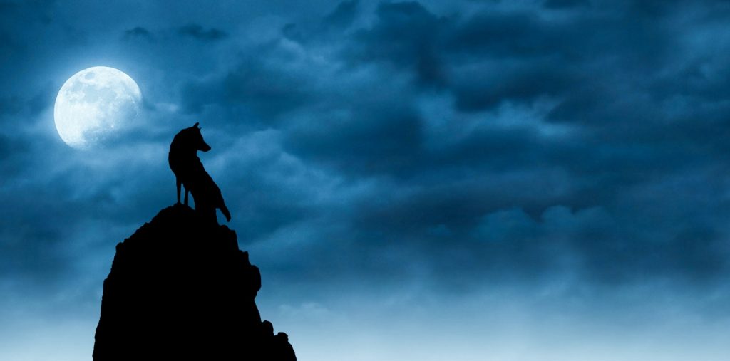 Photo of a lone wolf on top a rock outcropping on a cloudy night illuminated by a full moon. 