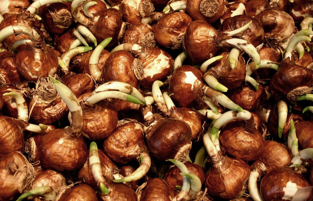 White and green sprouts emerging from a pile of brown bulbs.