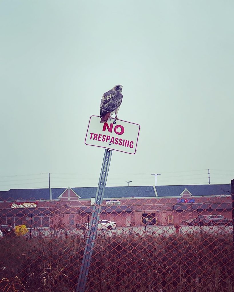 Large pigeon on a red-lettered No Trespassing sign. Dry weeds below, a chain link fence and a red brick strip mall in the distance. 