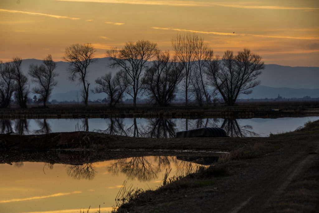 A row of barren trees reflected in the water in the wetlands at sunset. Foggy blue hills in the distance and a dirt hiking trail in view. 