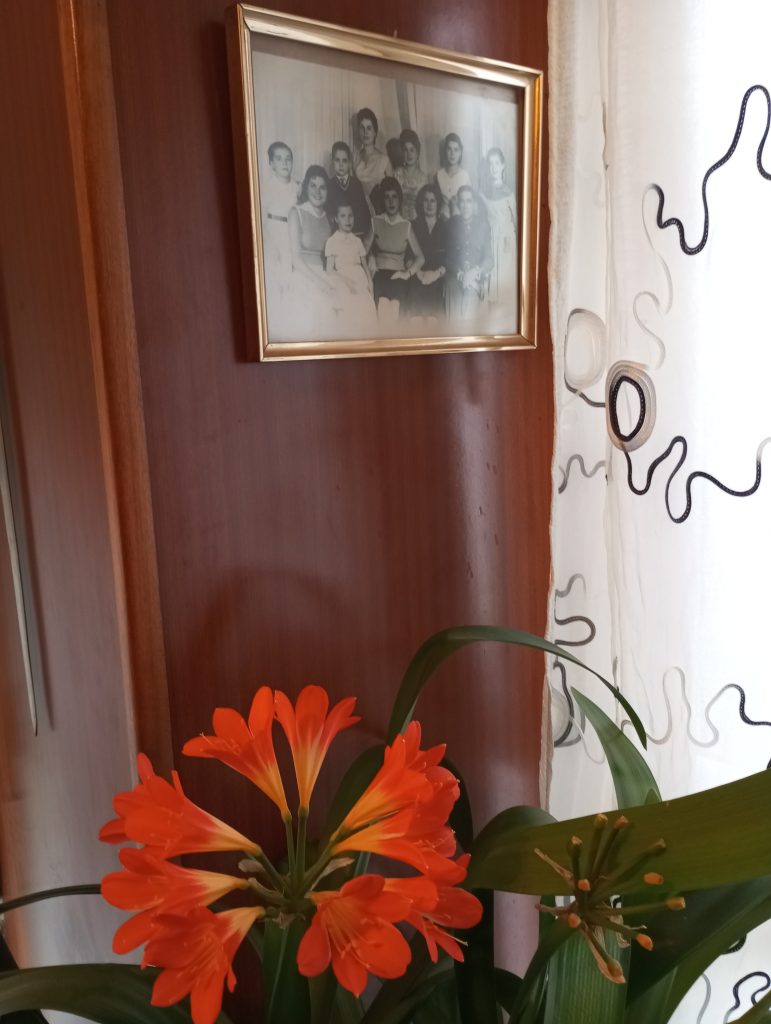 Red flower with several florets in front of a brown wall with a white and black curtain and a black and white family photograph. 