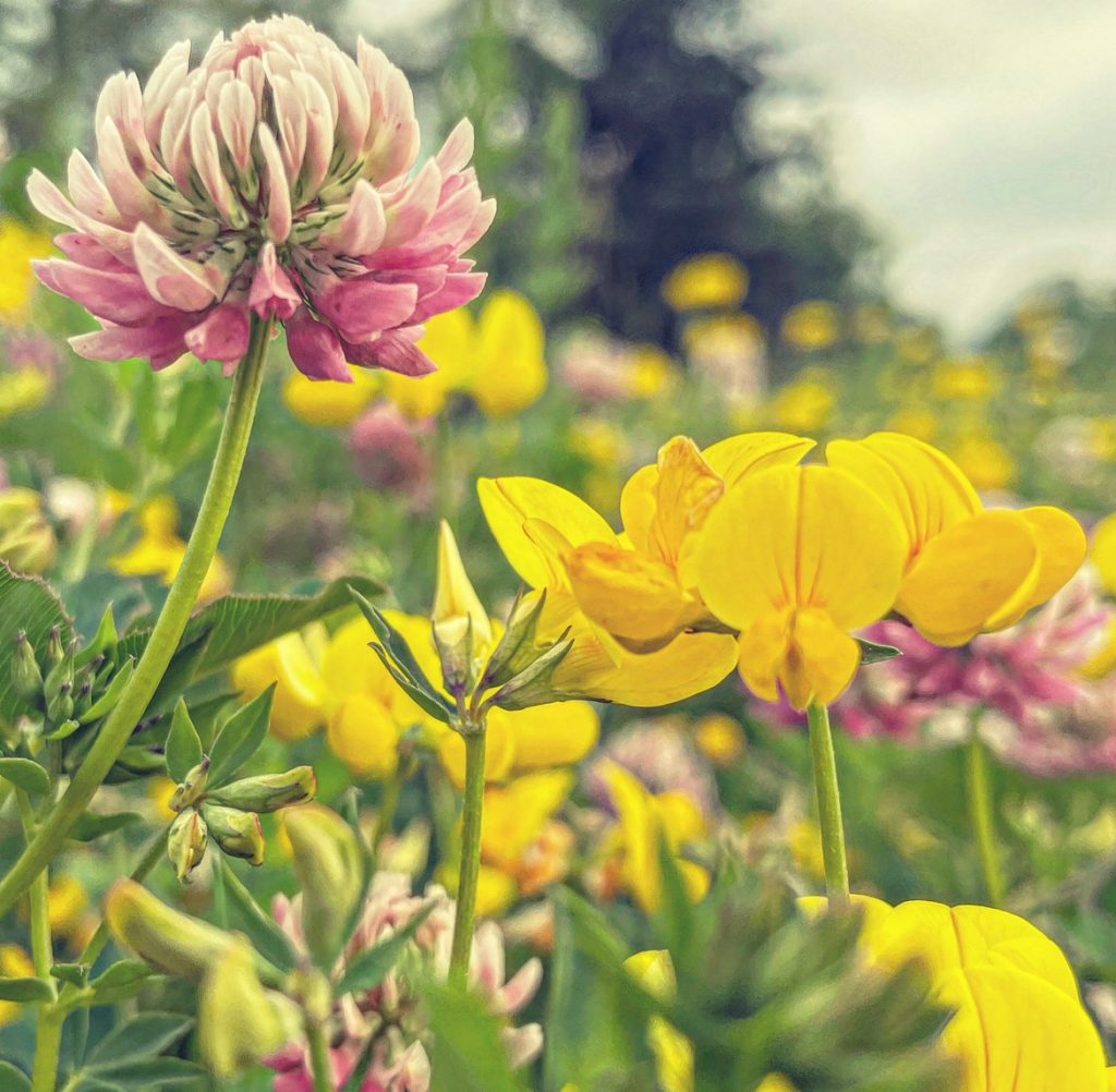 Closeup of a pink flower blooming in an umbel and some regular shaped yellow flowers. 