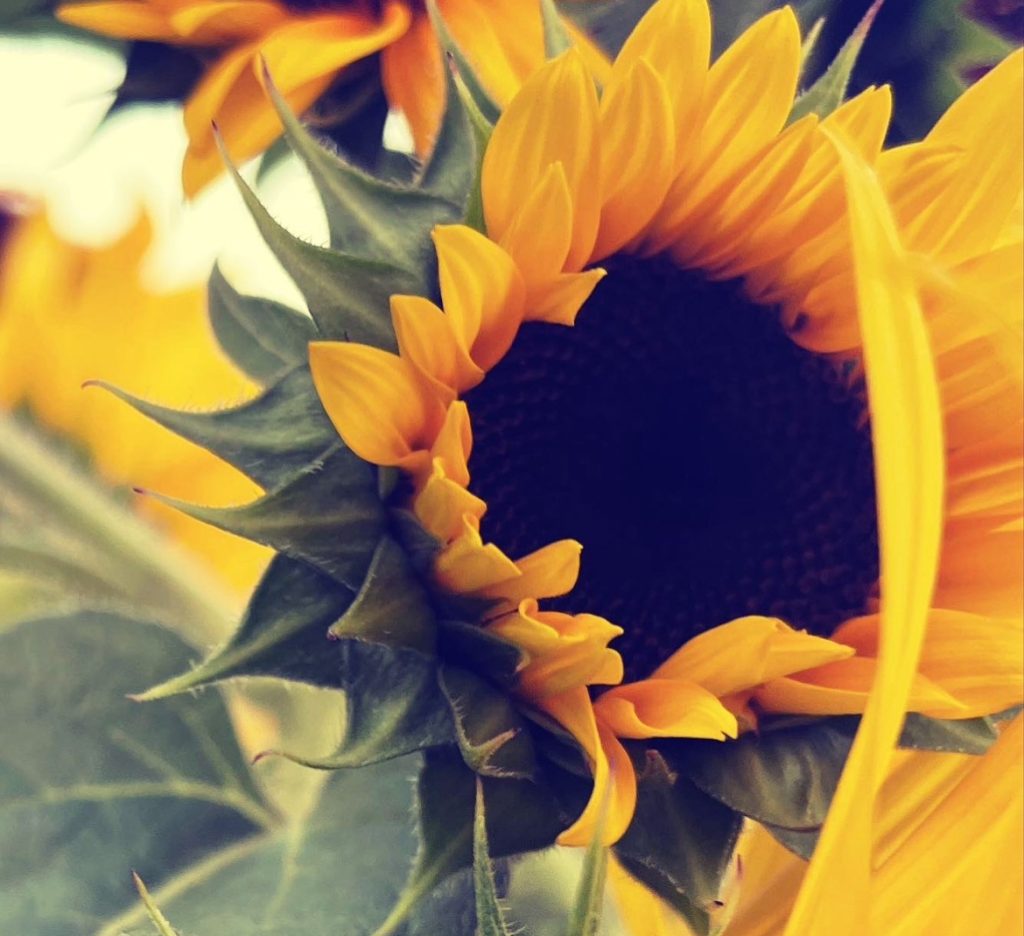Closeup of a sunflower that's open with yellow petals and a black center and green sepals and a leaf. 