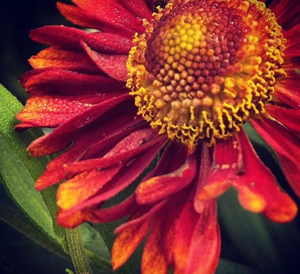 Closeup of a red-orange flower with a yellow center and green leaves. 