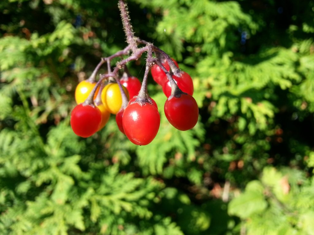 Red and yellow berries hanging from a brown branch, in a cluster. Leafy tree in the background out of focus. 
