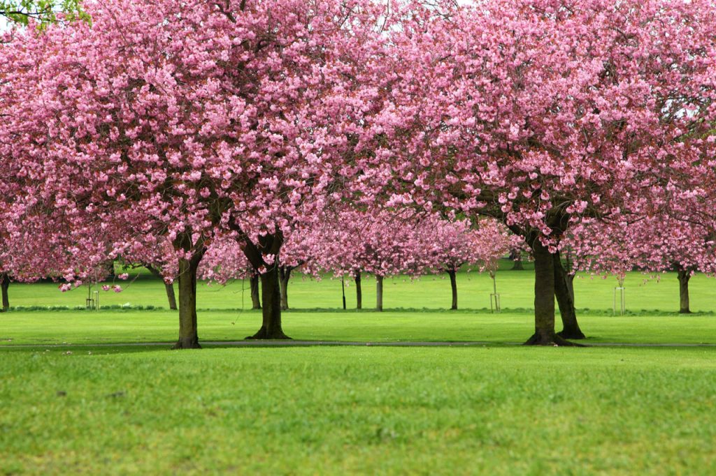Pink blossoms on a row of cherry trees in a green lawn. 