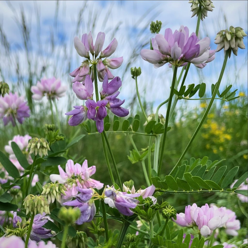 Light purple and white lupines up close. 