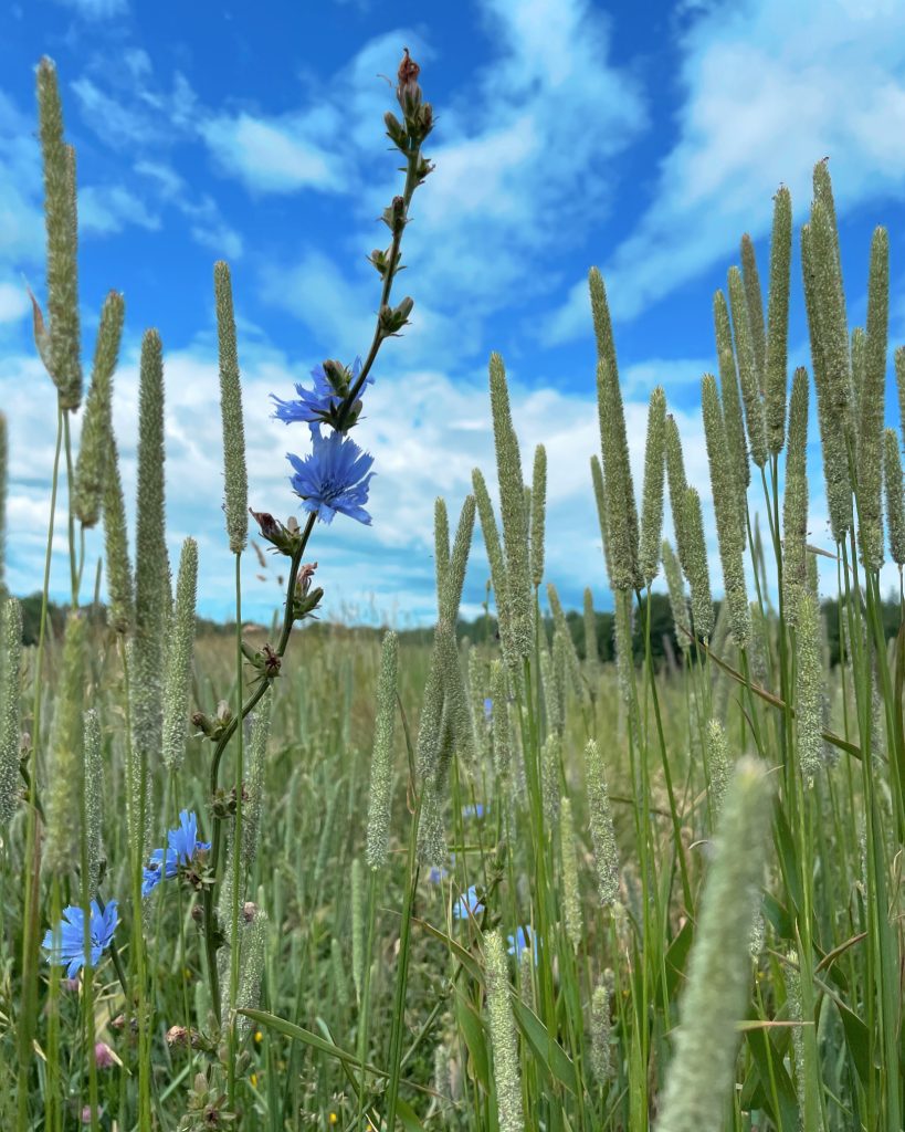 Long grasses that have gone to seed with a blue flower stalk in the foreground. Blue sky with a few white clouds. 