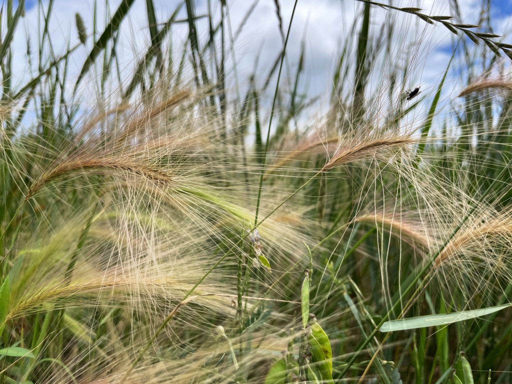 Dry grass that has gone to seed that's brown with green stalks. 