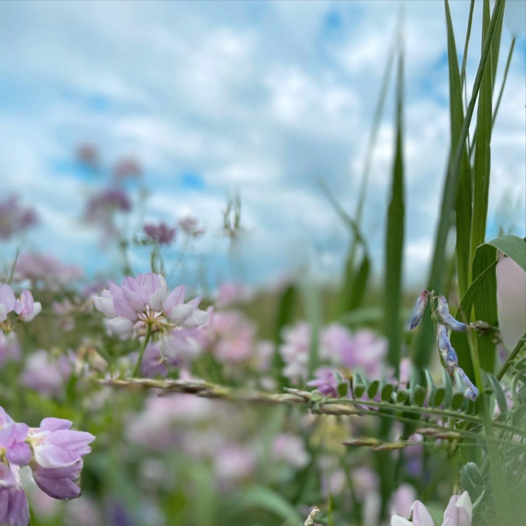 Long stalks of grass and white and pink flowers. Sky is blue with white clouds. 