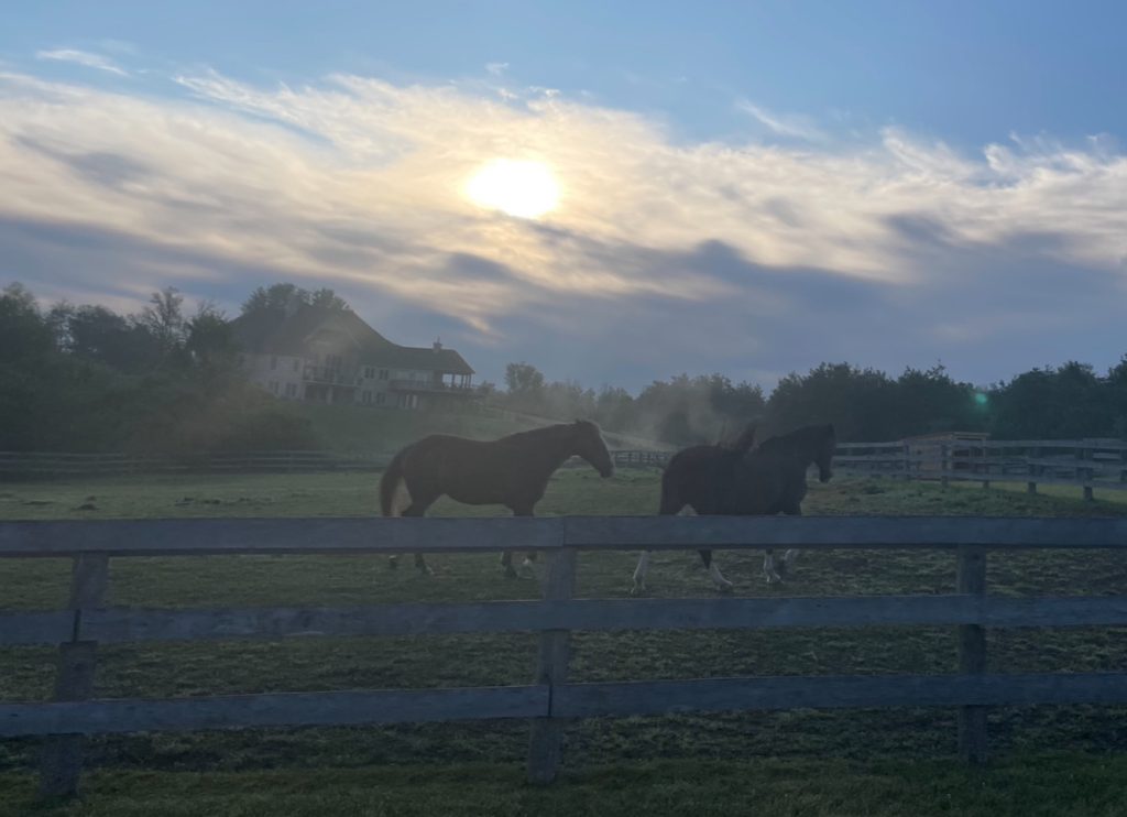 Two dark horses on grass behind a wooden fence in front of a house as the sun rises or sets in front of clouds. 