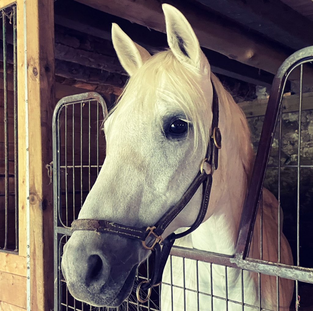 Closeup of a white horse in a stall. His or her head is in a bridle. 
