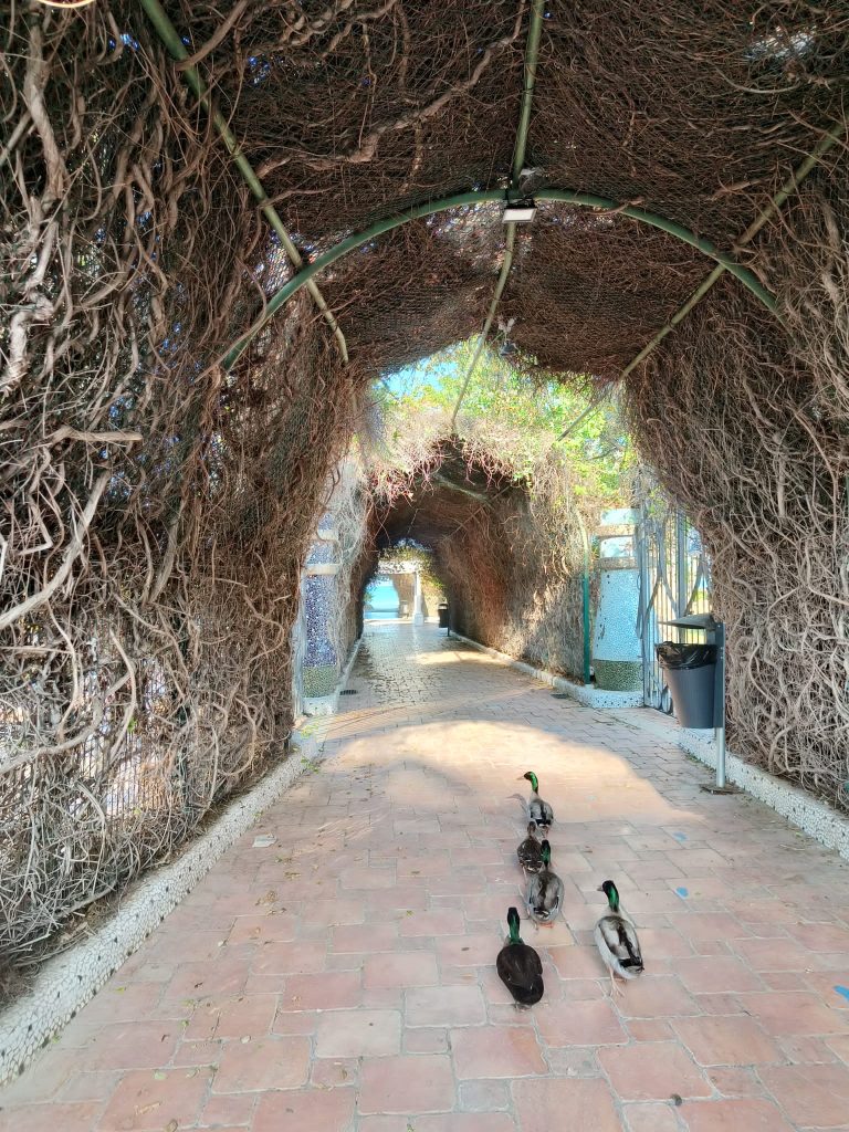 Archway with tree roots over a concrete path. Ducks walk beneath, in a group of five. 