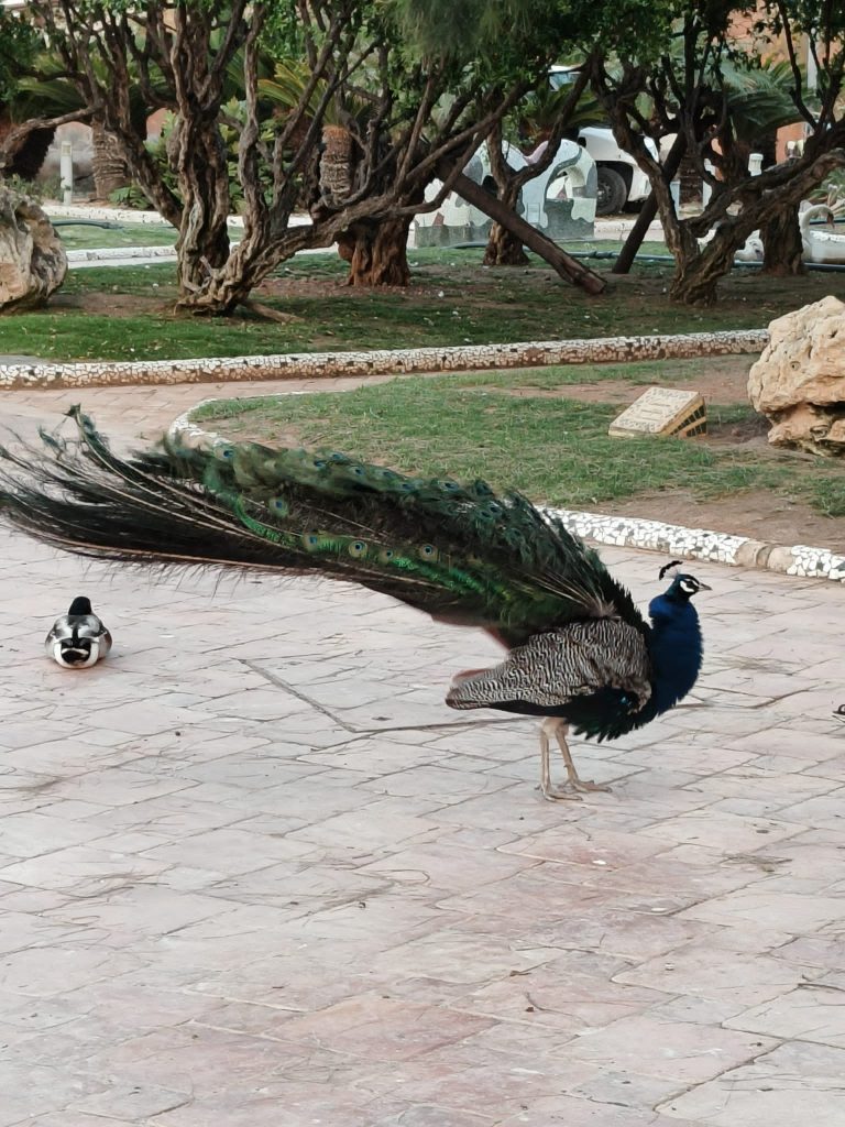 Huge peacock stands on a stone walkway, near a grassy area with rocks and trees. His/her feathers are all out. 