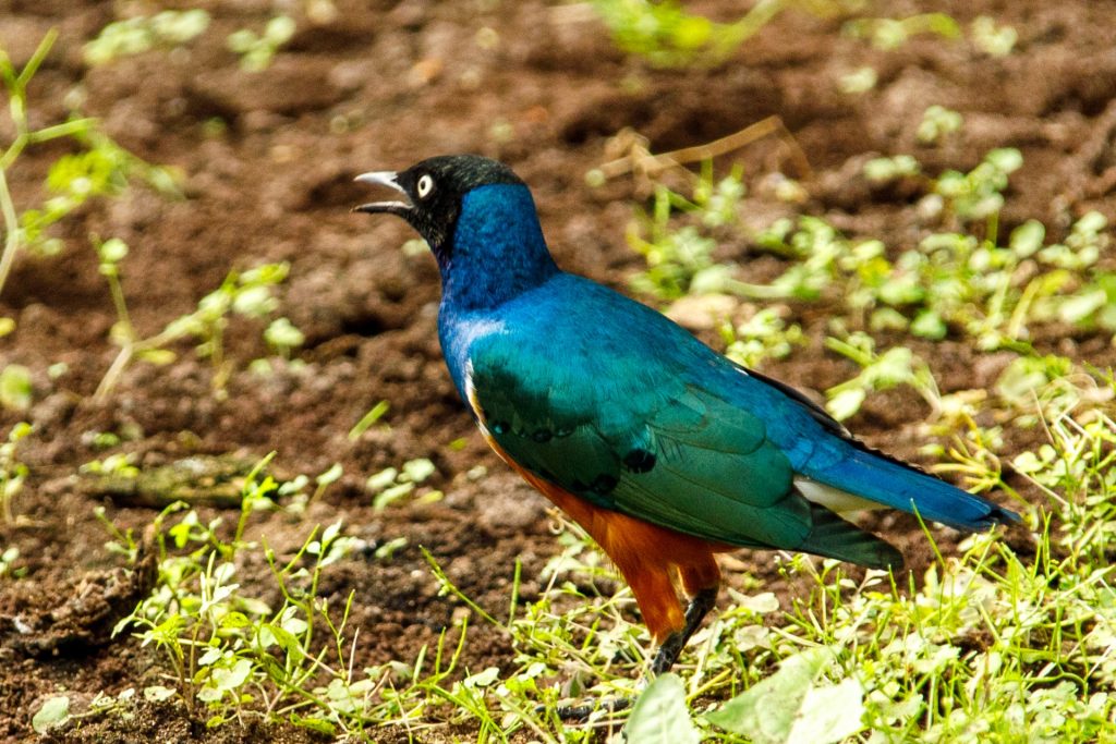 Blue, green, white, and brown feathered starling standing on grass and dirt with its eyes open and beak open. 