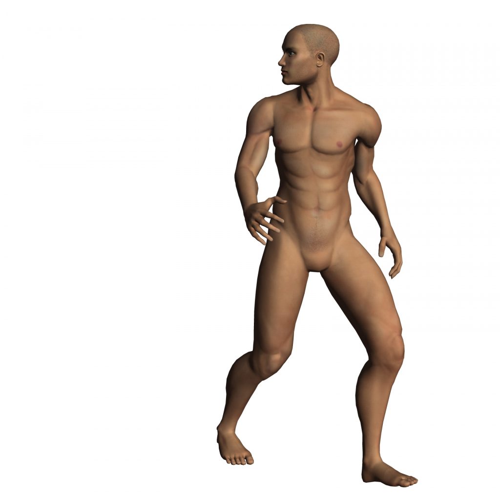 Model of a male human figure with brown skin looking to his left with outlined muscles. 