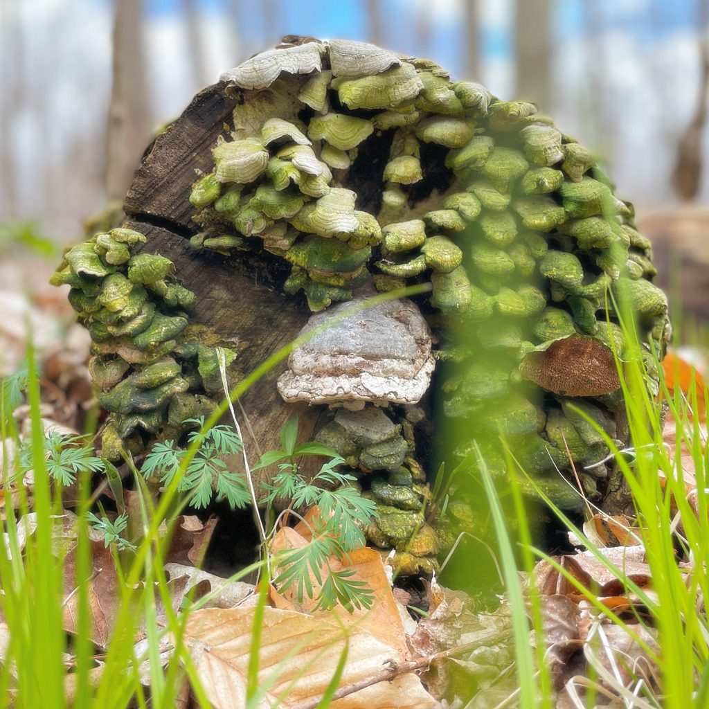 Fallen log covered with scaly white and green fungi, weeds and grass in front. 