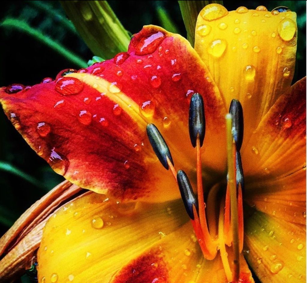 Closeup of a black-stamened orange and yellow and red flower with water droplets. 