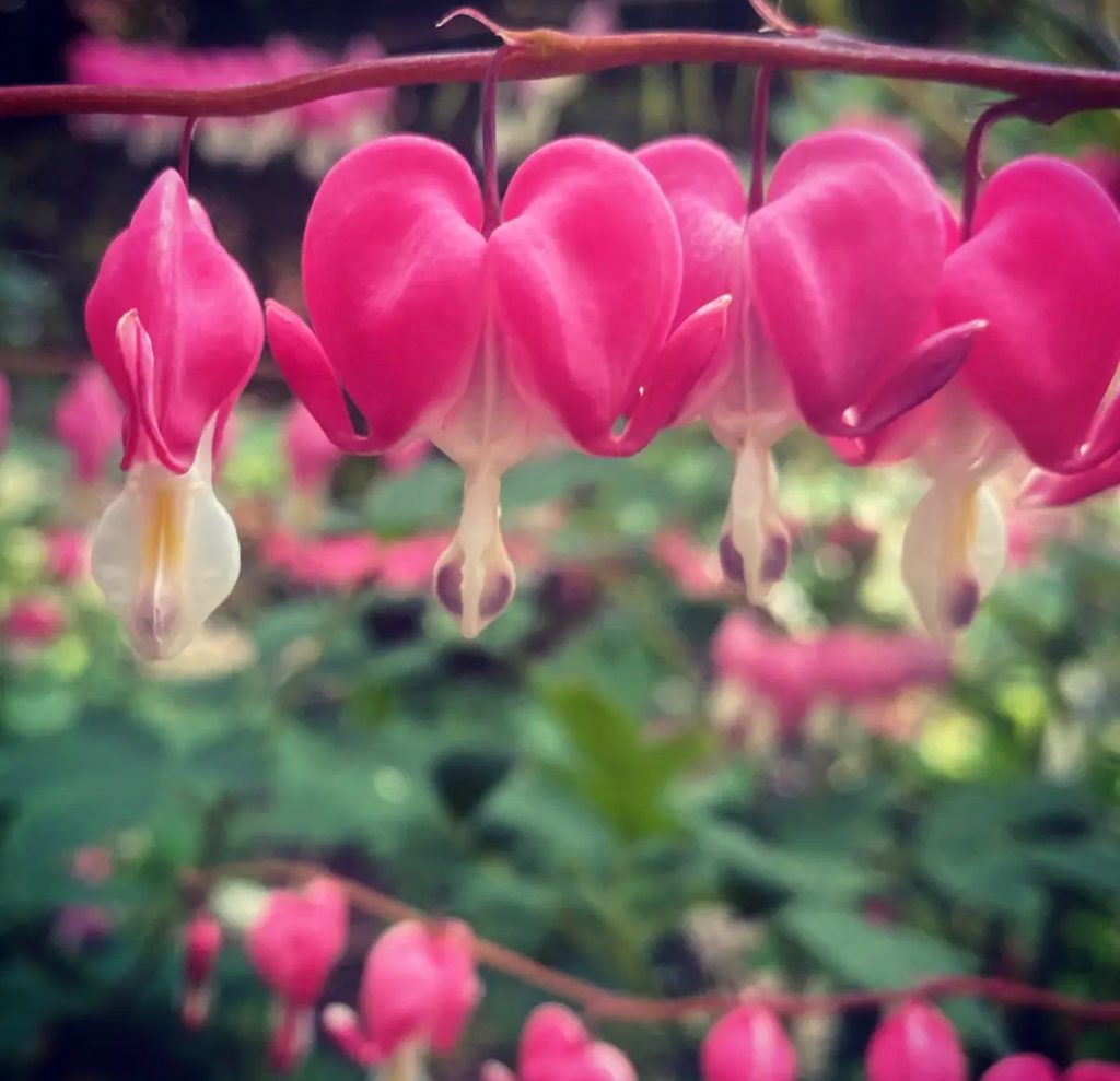 Pink fuschia blossoms hanging upside down on a leafy plant. 